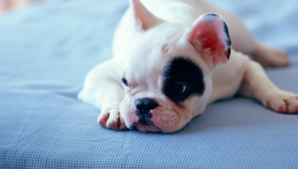 金牛座喜欢的宠物茶杯猪特点-主题美化网