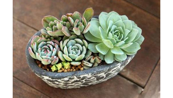 阳台种多肉植物风水好吗