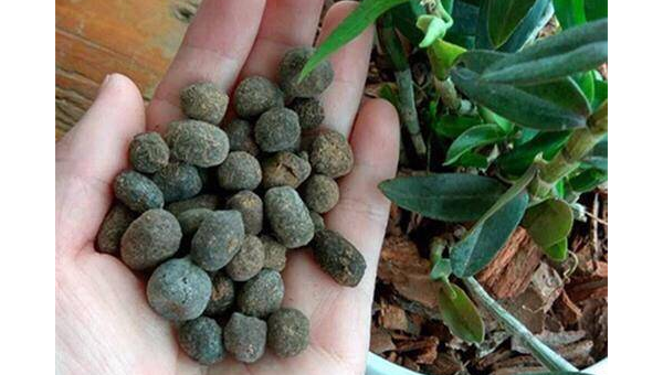 院子里养鹦鹉的风水讲究-主题美化网