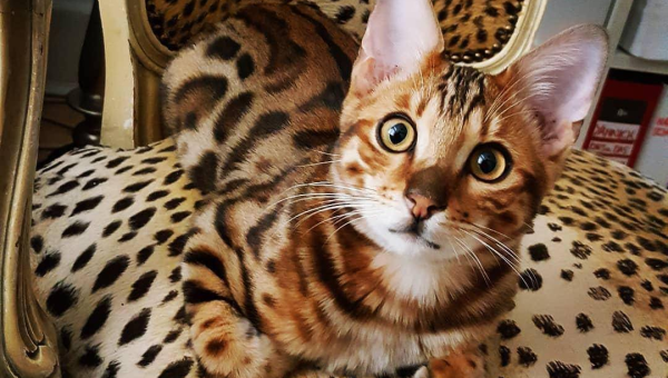 白羊座钟情的宠物豹猫品种-主题美化网