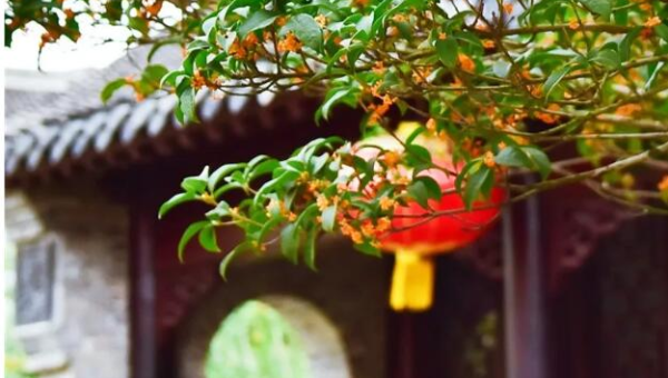 院子种植桂花树对风水的影响-主题美化网