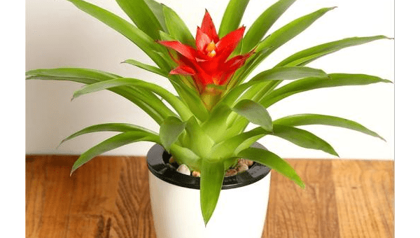 阳台种柠檬树风水好吗-主题美化网