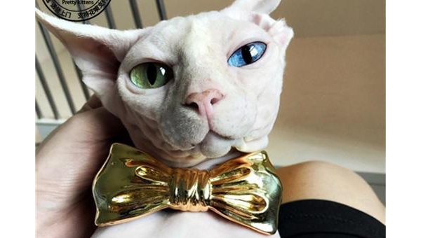 狮子座最适合养什么宠物猫？-主题美化网