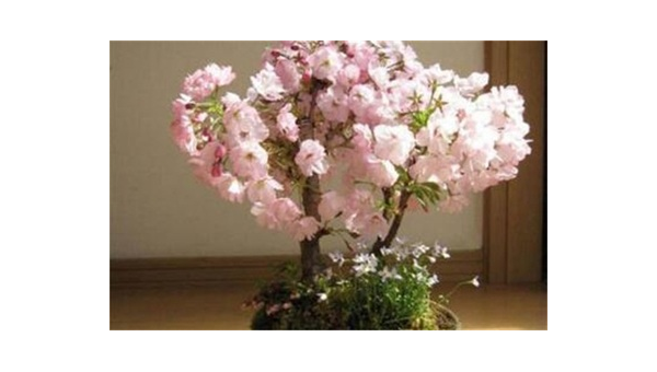 阳台种植樱花的北方风水探讨-主题美化网
