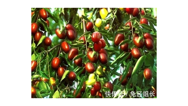 院子里养兔子的风水讲究