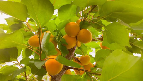 院子里种植杏树的风水好处-主题美化网