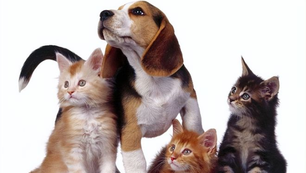 院子里养猫的风水讲究-主题美化网