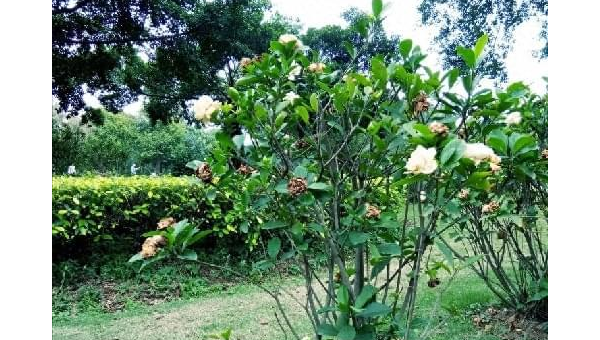 阳台种植软枣树的北方风水分析-主题美化网