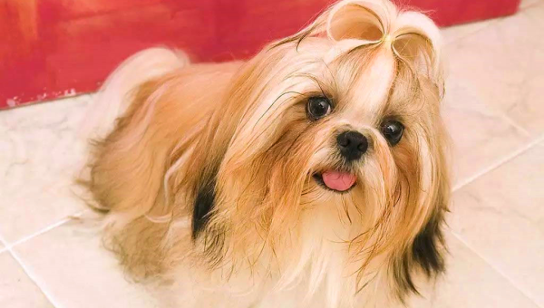 水瓶座适合饲养的宠物西施犬毛色-主题美化网