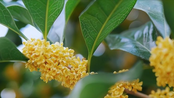 店铺门口种桂花树风水好吗-主题美化网