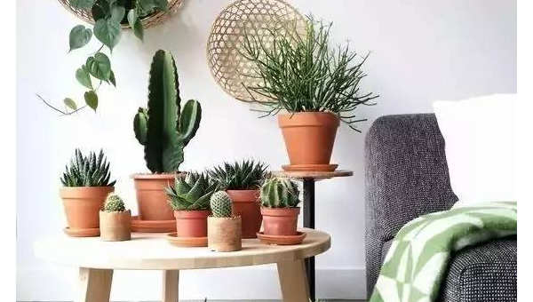 家中摆放木器的风水作用-主题美化网