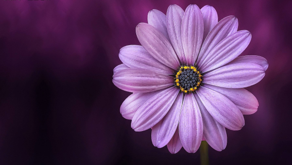 店铺收银台放金蟾摆件风水好吗-主题美化网