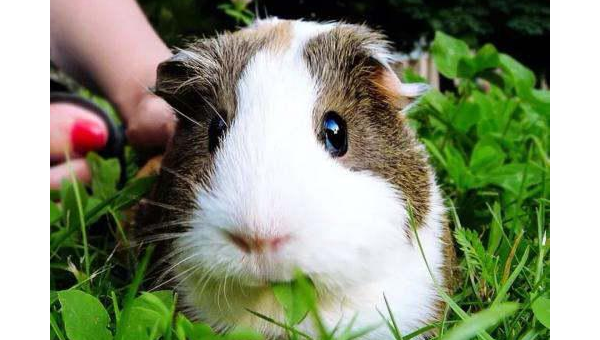 天秤座适合的宠物豚鼠品种-主题美化网