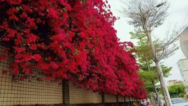 阳台种植紫荆花的北方风水探讨-主题美化网