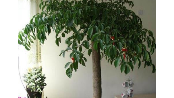 刺槐适合种在客厅吗？北方风水解析-主题美化网