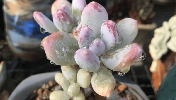 阳台种仙人掌风水好不好-主题美化网