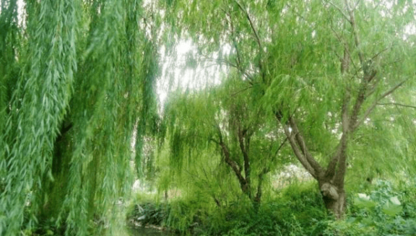 院子里种植柳树的风水好处-主题美化网