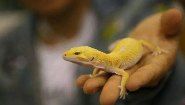 天蝎座喜爱的宠物鬃狮蜥特点-主题美化网