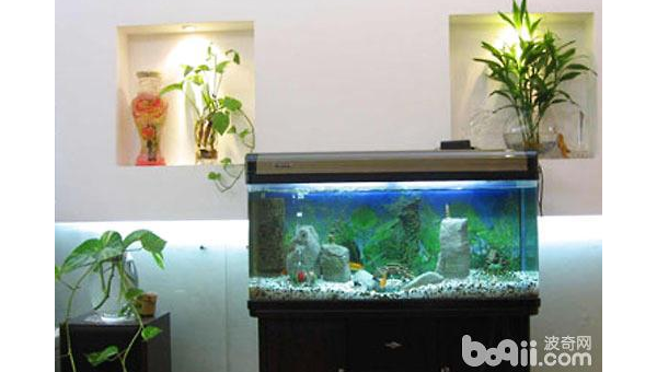 家中放置鱼缸是否能旺财？风水解析-主题美化网