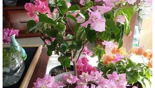 阳台种植杜鹃花的北方风水探讨-主题美化网