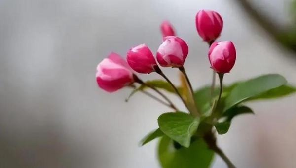 阳台种植海棠花的北方风水探讨-主题美化网