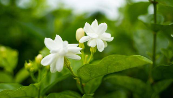 阳台种植茉莉花的北方风水分析