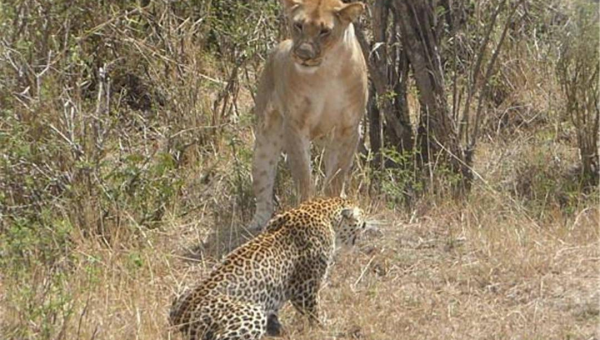 狮子座生病时如何撒娇？-主题美化网