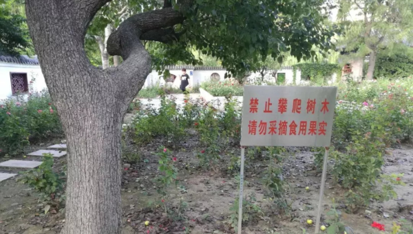 院子里种植桃树的风水意义